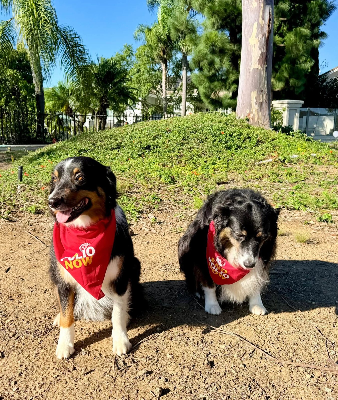 Two Australian Shepherds wearing red End Polio Now bandanas